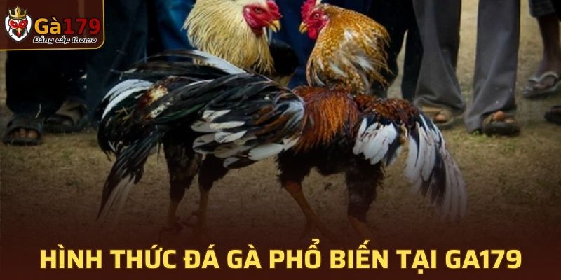 Các hình thức đá gà phổ biến tại GA179