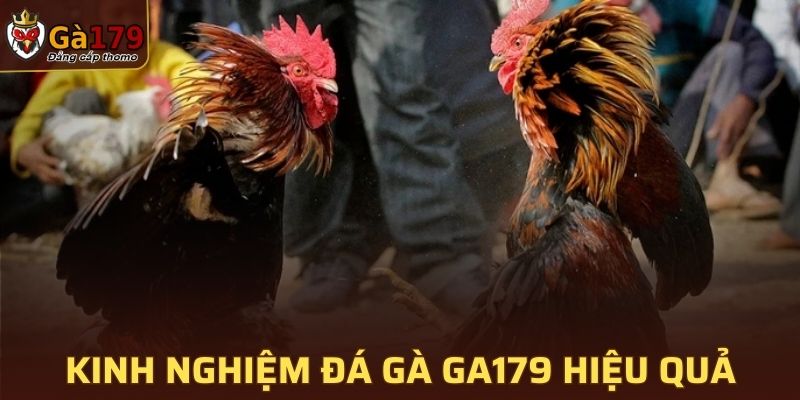 Kinh nghiệm đá gà GA179 hiệu quả cho người mới